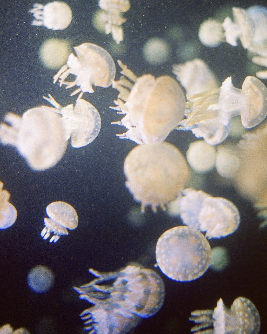A jellyfish glowing softly in deep blue water