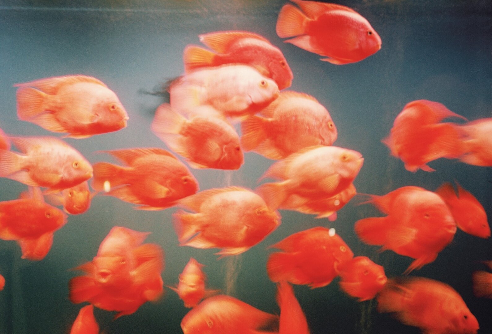 A school of vivid orange and red fish swimming together underwater
