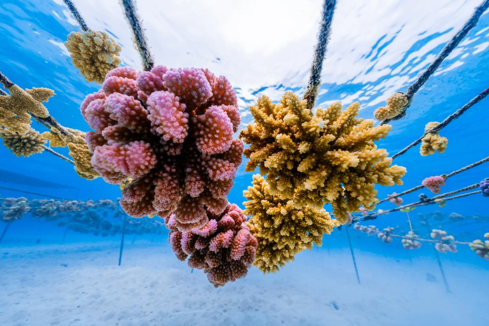 Young corals growing on a nursery line underwater in French Polynesia.